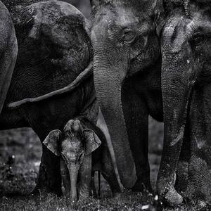 Collection Ejaz Khan Earth | Elephants