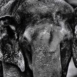 Collection Ejaz Khan Earth | Elephants