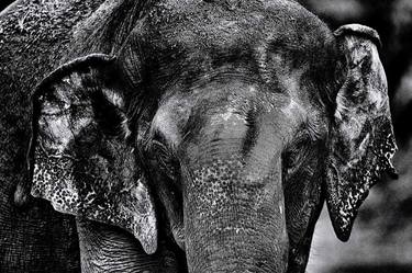 UP-CLOSE BLACK AND WHITE ELEPHANT PICTURE - Limited Edition of 30 thumb