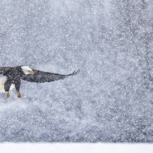 Collection Ejaz Khan Earth | Bald Eagles