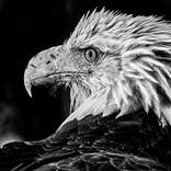 Collection Ejaz Khan Earth | Bald Eagles