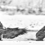 Collection Ejaz Khan Earth | Bald Eagles