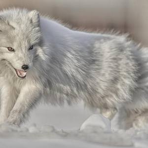 Collection Ejaz Khan Earth | Arctic Fox