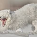 Collection Ejaz Khan Earth | Arctic Fox