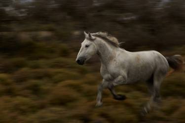 Original Animal Photography by Ejaz Khan