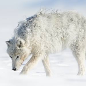 Collection Ejaz Khan Earth | Arctic Wolves