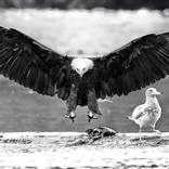 Collection Ejaz Khan Earth | Bald Eagles