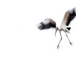 Collection Ejaz Khan Earth | Pictures of Birds
