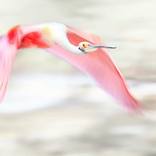 Collection Ejaz Khan Earth | Pictures of Birds
