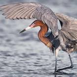 Collection Ejaz Khan Earth | Pictures of Birds