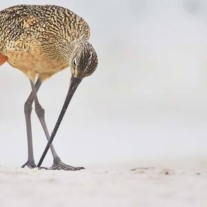 Collection Ejaz Khan Earth | Pictures of Birds