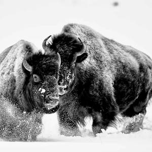 Collection Ejaz Khan Earth | Bison