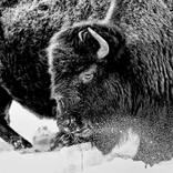 Collection Ejaz Khan Earth | Bison