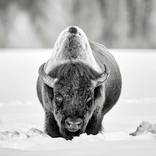 Collection Ejaz Khan Earth | Bison