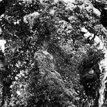 Collection Ejaz Khan Earth | Bison