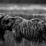 Collection Ejaz Khan Earth | Bears
