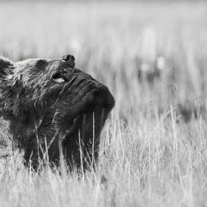 Collection Ejaz Khan Earth | Bears