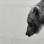 Collection Ejaz Khan Earth | Bears