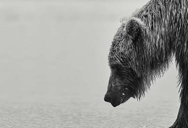 GRIZZLY BEAR PHOTOS | CLAMMING - Limited Edition of 30 thumb
