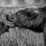 Collection Ejaz Khan Earth | Bears