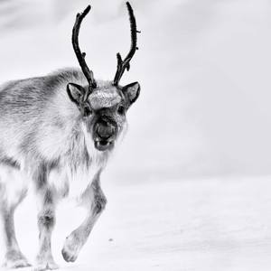 Collection Ejaz Khan Earth | Reindeer