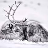Collection Ejaz Khan Earth | Reindeer