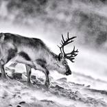 Collection Ejaz Khan Earth | Reindeer