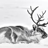 Collection Ejaz Khan Earth | Reindeer