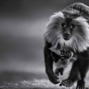 Collection Ejaz Khan Earth | Monkeys