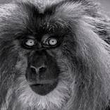 Collection Ejaz Khan Earth | Monkeys