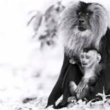 Collection Ejaz Khan Earth | Monkeys