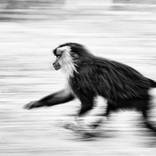 Collection Ejaz Khan Earth | Monkeys