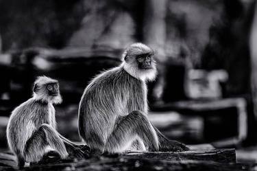 LANGUR PRINT | BY MOM’S SIDE - Limited Edition of 30 thumb