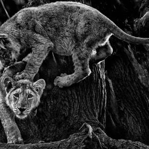 Collection Ejaz Khan Earth | Lions