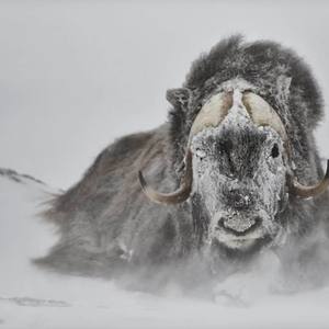 Collection Ejaz Khan Earth | Musk Oxen