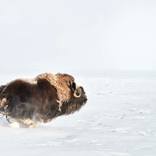 Collection Ejaz Khan Earth | Musk Oxen