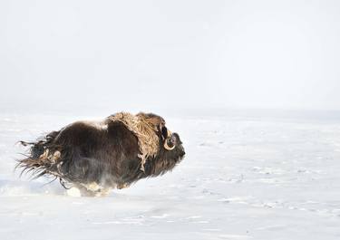 MUSK OX PRINT | IN THE MOMENT - Limited Edition of 30 thumb