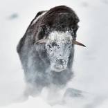 Collection Ejaz Khan Earth | Musk Oxen