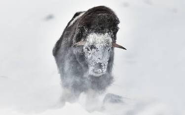 MUSK OX PRINT | A WISH - Limited Edition of 30 thumb