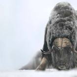 Collection Ejaz Khan Earth | Musk Oxen