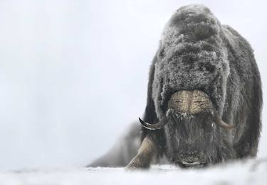 IMAGES OF MUSK OXEN | JUDGING - Limited Edition of 30 thumb