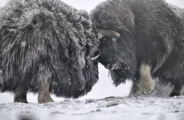 PHOTOGRAPHS OF MUSK OXEN | BUTTING HEADS - Limited Edition of 30 thumb
