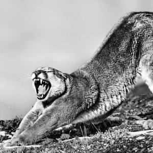 Collection Ejaz Khan Earth | Pumas