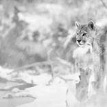 Collection Ejaz Khan Earth | Pumas