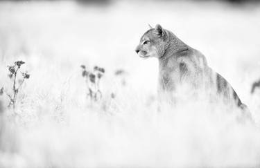 Original Fine Art Animal Photography by Ejaz Khan