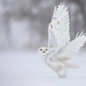 Collection Ejaz Khan Earth | Snowy Owls