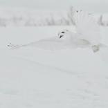 Collection Ejaz Khan Earth | Snowy Owls