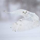 Collection Ejaz Khan Earth | Snowy Owls