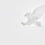 Collection Ejaz Khan Earth | Snowy Owls