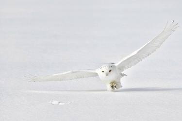 SNOWY OWL PHOTOS | THE OUTCOME - Limited Edition of 30 thumb